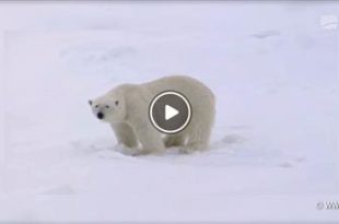 Forst | Die mit dem Eisbär tanzt