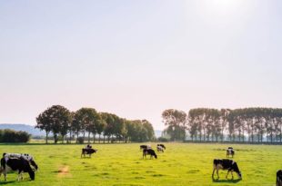 Kühe Natur Weide Grad