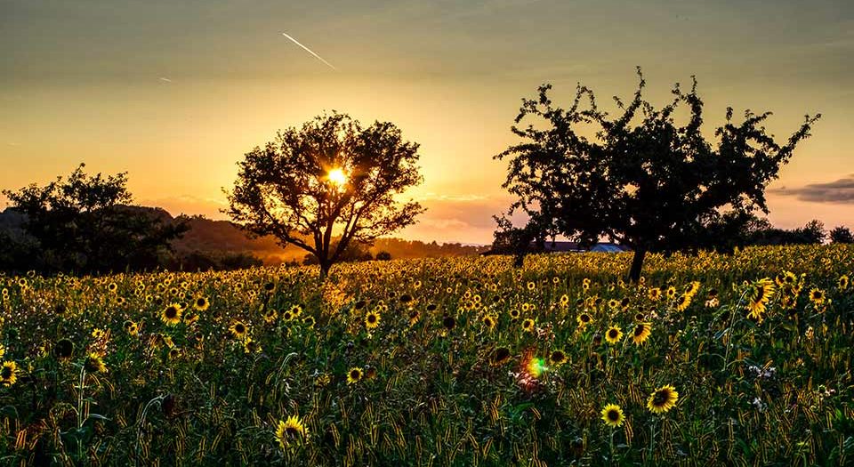 Sonnenblumenfeld bei Heidelsheim