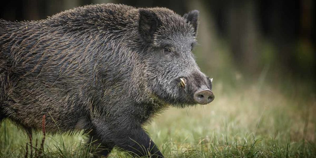 Wildschwein Keiler Wald