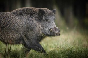 Wildschwein Keiler Wald