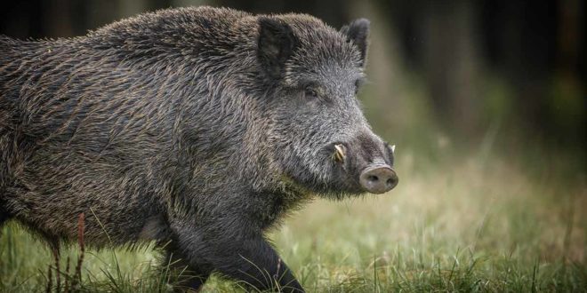 Wildschwein Keiler Wald