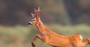 Springender Rehbock Jagd Wild