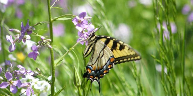 Wiese Blumen Schmetterling