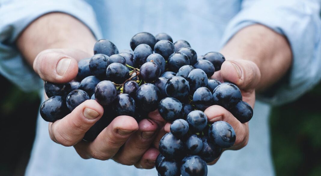 WEINBAUGEBIET BADEN | Dieses Jahr vermutlich deutlich geringeren Ertrag Wein Traube Obst Weinlese