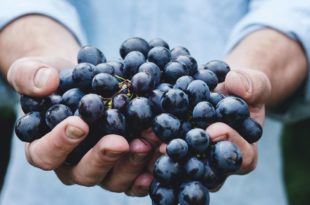 Wein Traube Obst Weinlese