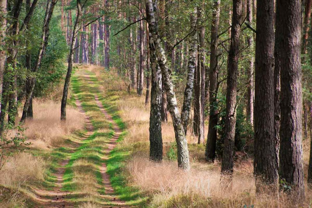 Waldzustandsbericht | Hitze, Trockenheit und Schädlinge weiterhin große Probleme Wald Baum Bäume Natur grün