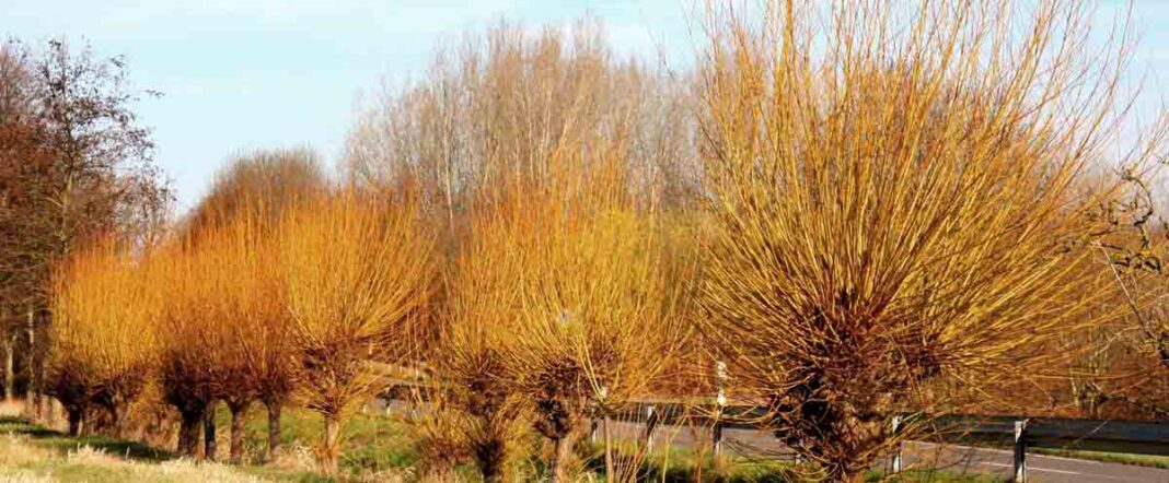 Weidenzweige für Ostern – Naturschutzaktion in Untergrombach Weidenzweige für Ostern – Naturschutzaktion in Untergrombach