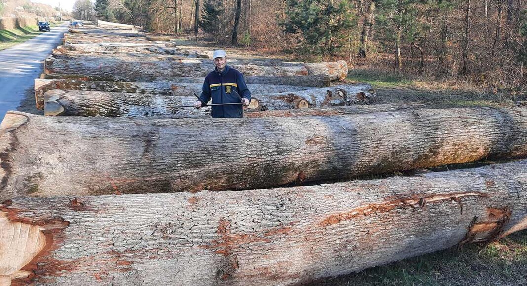 OBERDERDINGEN | Versteigerung von Eichenholz bringt knapp 35.000 Euro OBERDERDINGEN | Versteigerung von Eichenholz bringt knapp 35.000 Euro