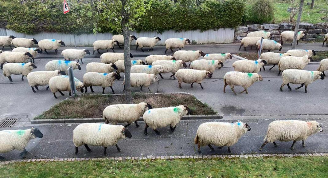 Bruchsal | Mäh statt Muh – seltene Begegnung in der Stadt Bruchsal | Mäh statt Muh – seltene Begegnung in der Stadt