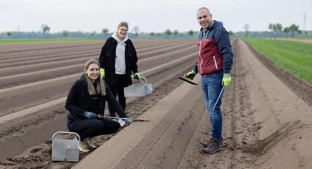 Graben-Neudorf | Spargelstich – Startschuss für den folienfreien Spargel Graben-Neudorf | Spargelstich – Startschuss für den folienfreien Spargel