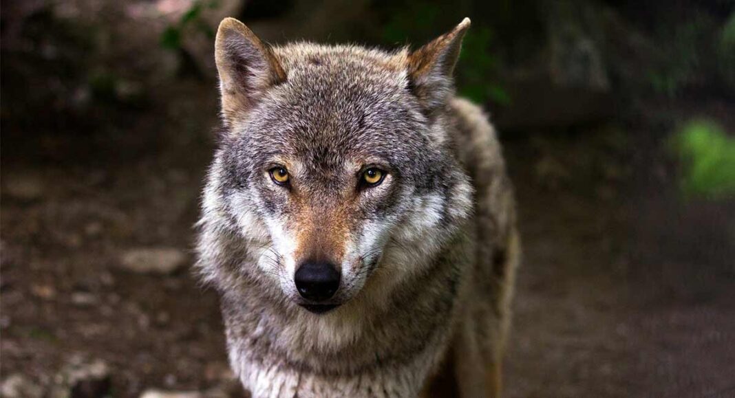 Wolfsalarm im Landkreis: Gerissene Tiere und offene Fragen Wolfsalarm im Landkreis: Gerissene Tiere und offene Fragen