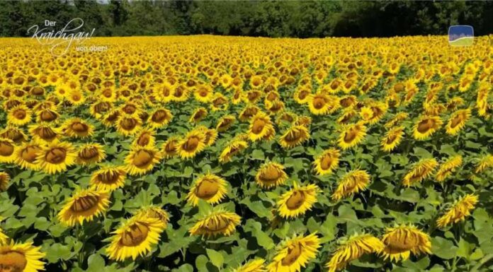 HINGUCKER | Sommer, Sonne, Sonnenblumen