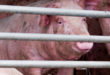 In Baden-Württemberg wurde 2022 so wenig Rind- und Schweinefleisch konsumiert wie noch nie