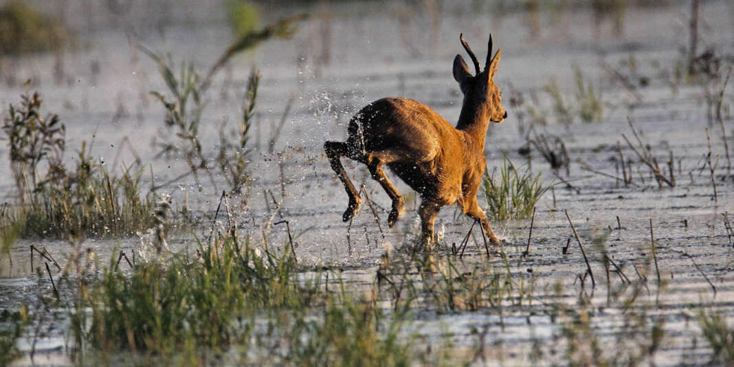 So reagieren Wildtiere auf Hochwasser So reagieren Wildtiere auf Hochwasser