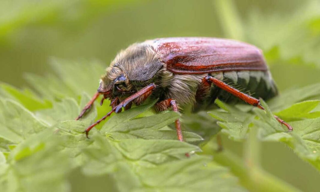 Der Flug der großen Brummer: Die Waldmaikäfer fliegen Der Flug der großen Brummer: Die Waldmaikäfer fliegen