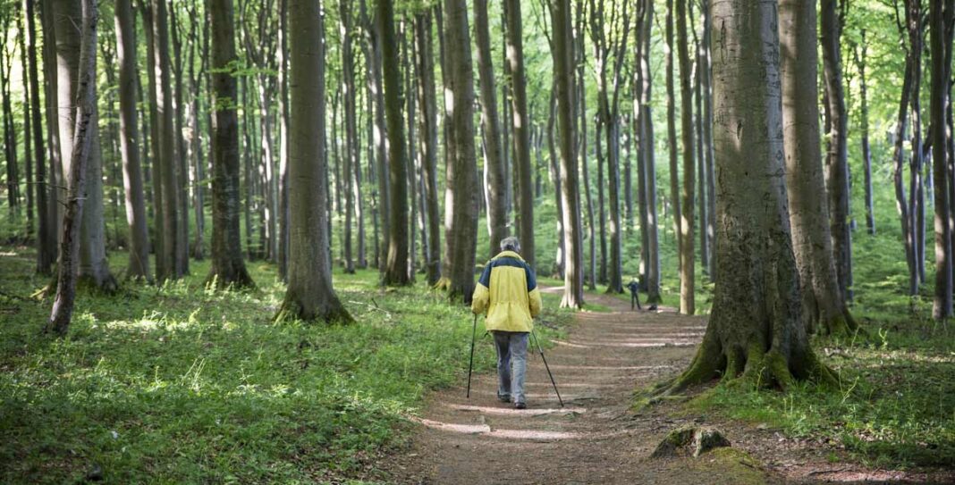 Wald-Spaziergang-Wandern-Bäume-Symbolbild