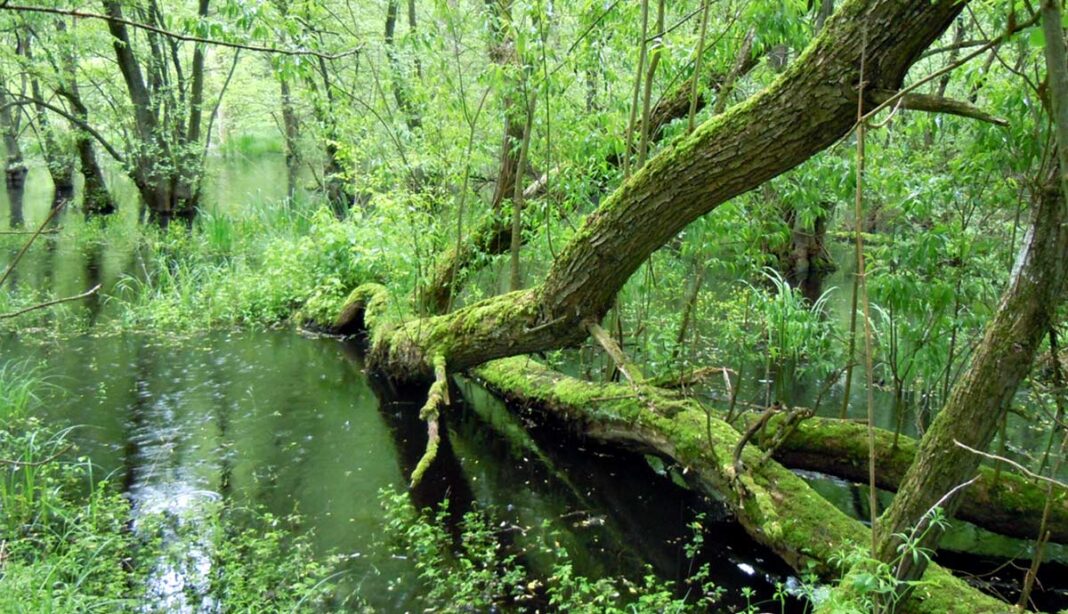 Nass, aber leer – Amphibienbestände im Landkreis stark dezimiert Nass, aber leer – Amphibienbestände im Landkreis stark dezimiert