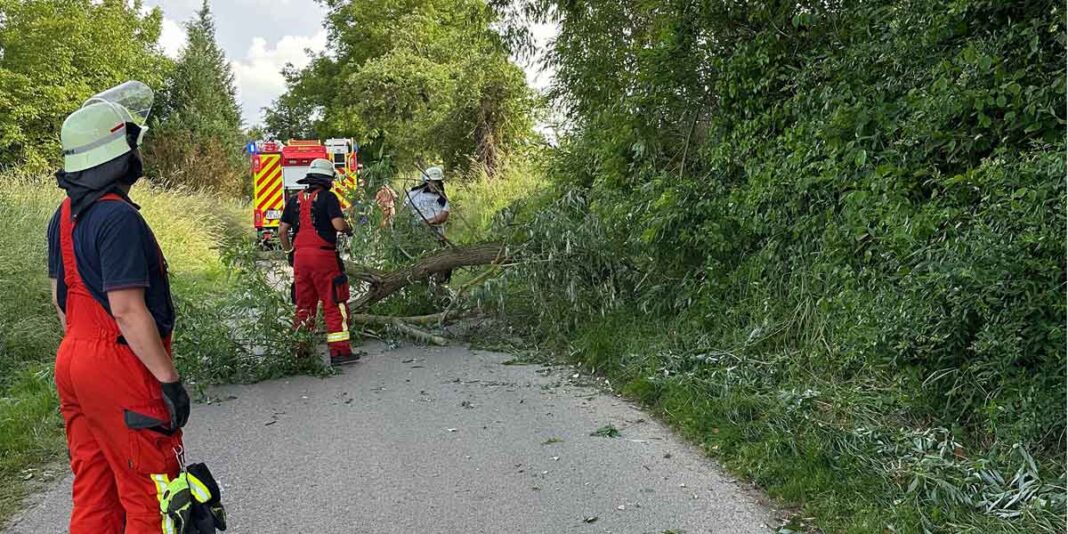 Feuerwehreinsatz: Baum blockiert Wirtschaftsweg in Obergrombach Feuerwehreinsatz: Baum blockiert Wirtschaftsweg in Obergrombach