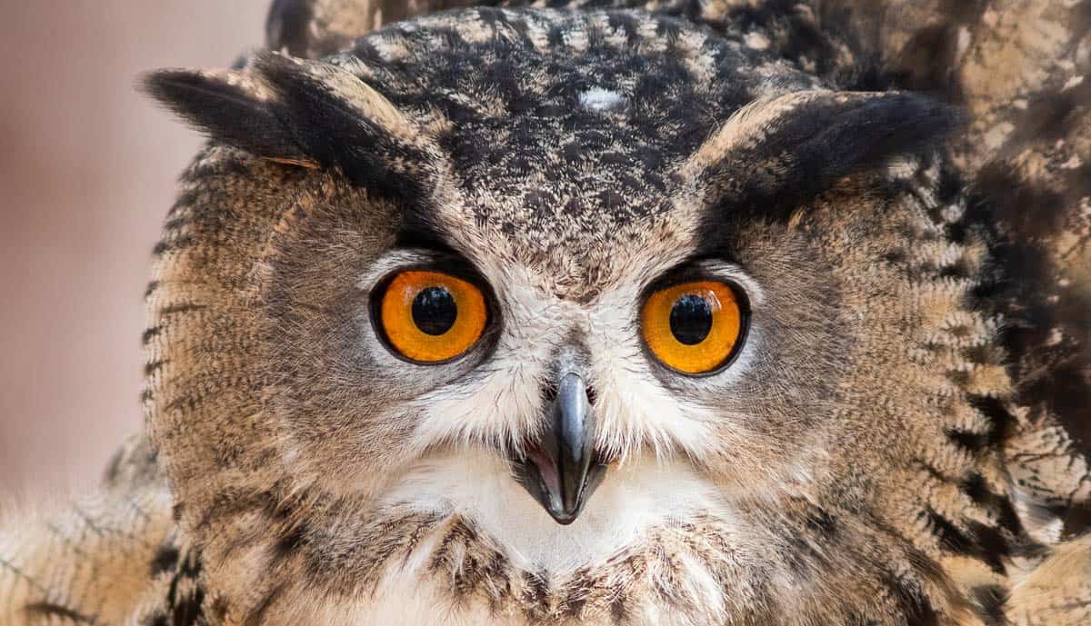 Unser Event-Tipp | 24.10. | Eulenwanderung durch die Eichelberghohlwege bei Vollmond