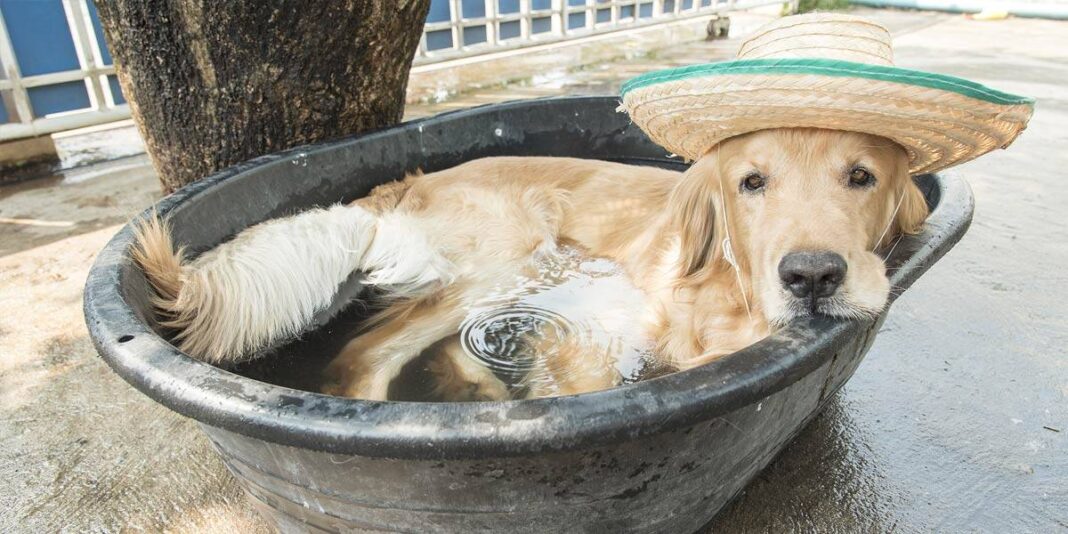 Hundstage: Wie das Wetter auf den Hund gekommen ist Hundstage: Wie das Wetter auf den Hund gekommen ist