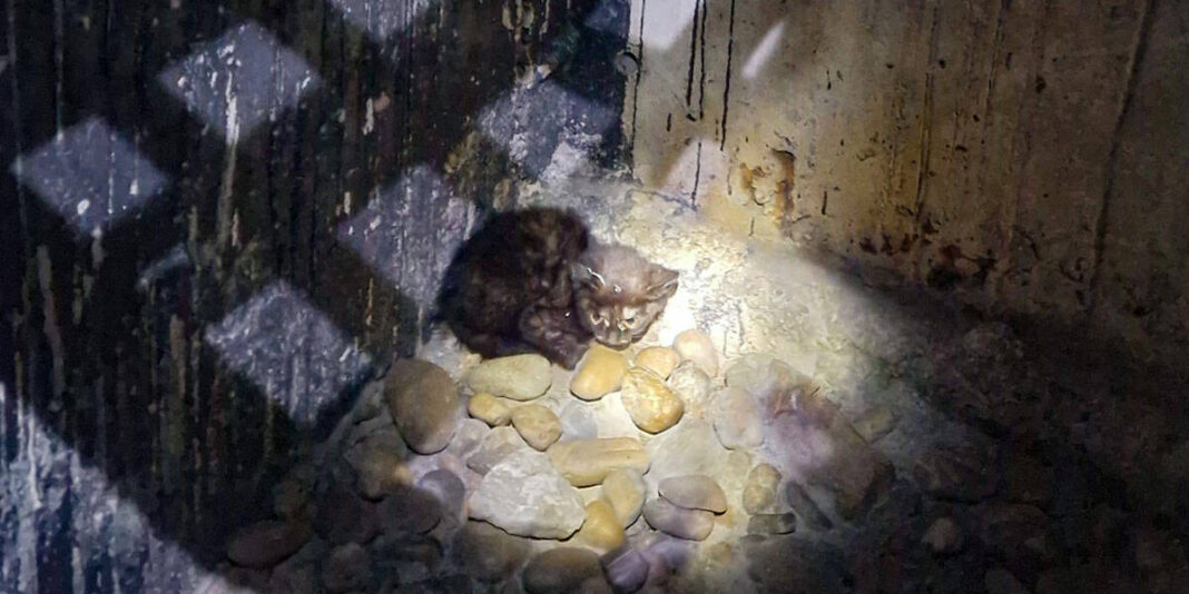 „Tierrettung klein“: Katze aus Lichtschacht gerettet „Tierrettung klein“: Katze aus Lichtschacht gerettet