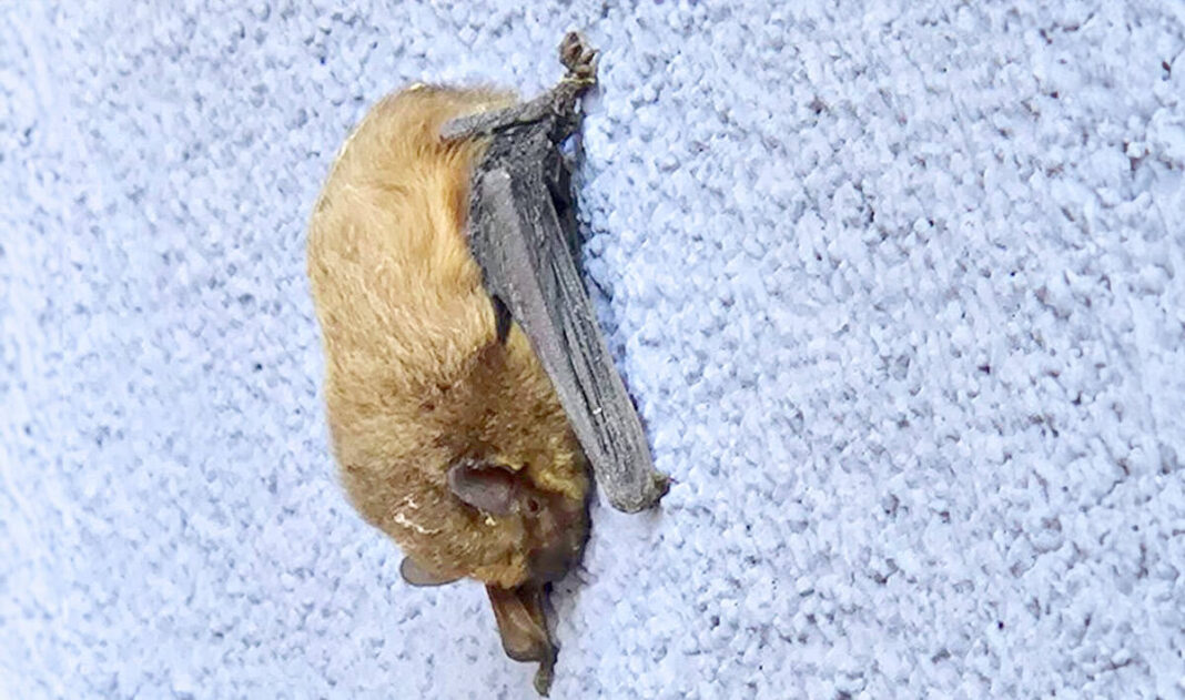 Rettet Batman! Die Feuerwehr in tierischer Mission Rettet Batman! Die Feuerwehr in tierischer Mission