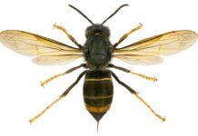 Zollwefze im Anflug – kleiner Name, großes Problem