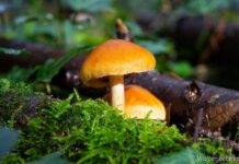 Unser Event-Tipp | 20.9.2026 | Herbstzeit – Wanderung,