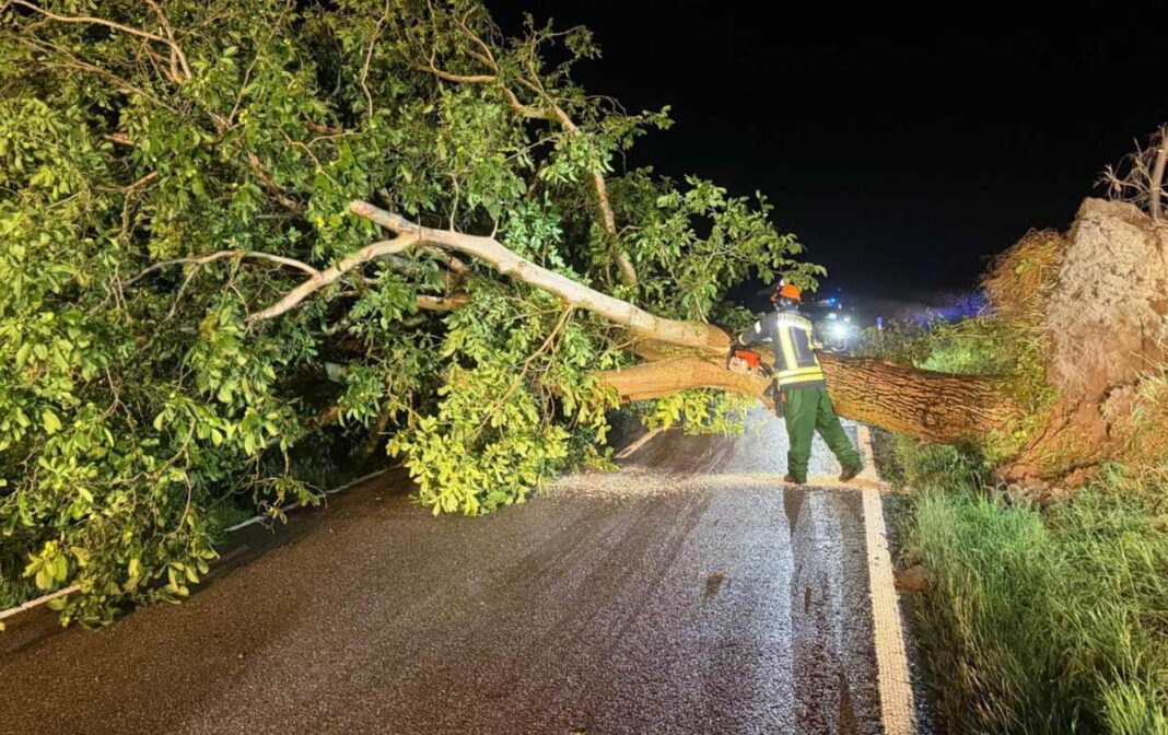 Sturmnacht in Menzingen: Windhose beschädigt Bäume und Dächer Sturmnacht in Menzingen: Windhose beschädigt Bäume und Dächer