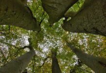 Unser Event-Tipp | 23.09. | Tanz zum Herbstanfang im Schlossgarten bei Mondschein – harmonische, gesundheitsfördernde Bewegung in der Natur