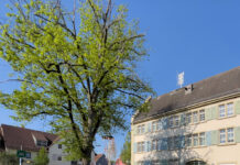 Gondelsheim verliert seine Rathaus-Linde