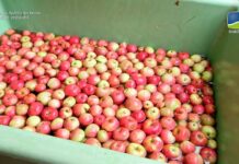 Wie kommt der Apfel in die Flasche?